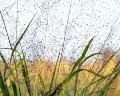 Eragrostis spectabilis