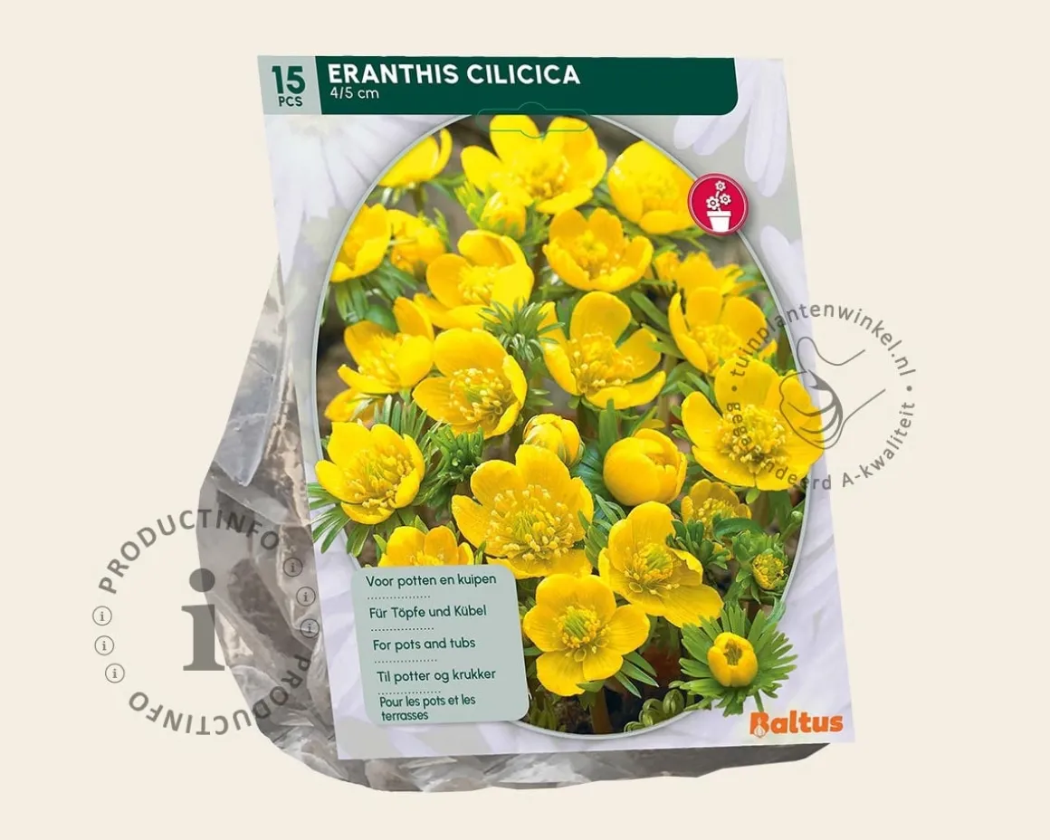 Eranthis cilicica