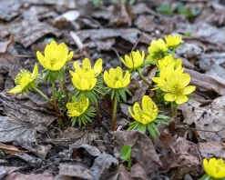 Eranthis cilicica