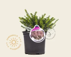 Erica darleyensis 'Ghost Hills'