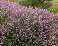 Erica darleyensis 'Ghost Hills'