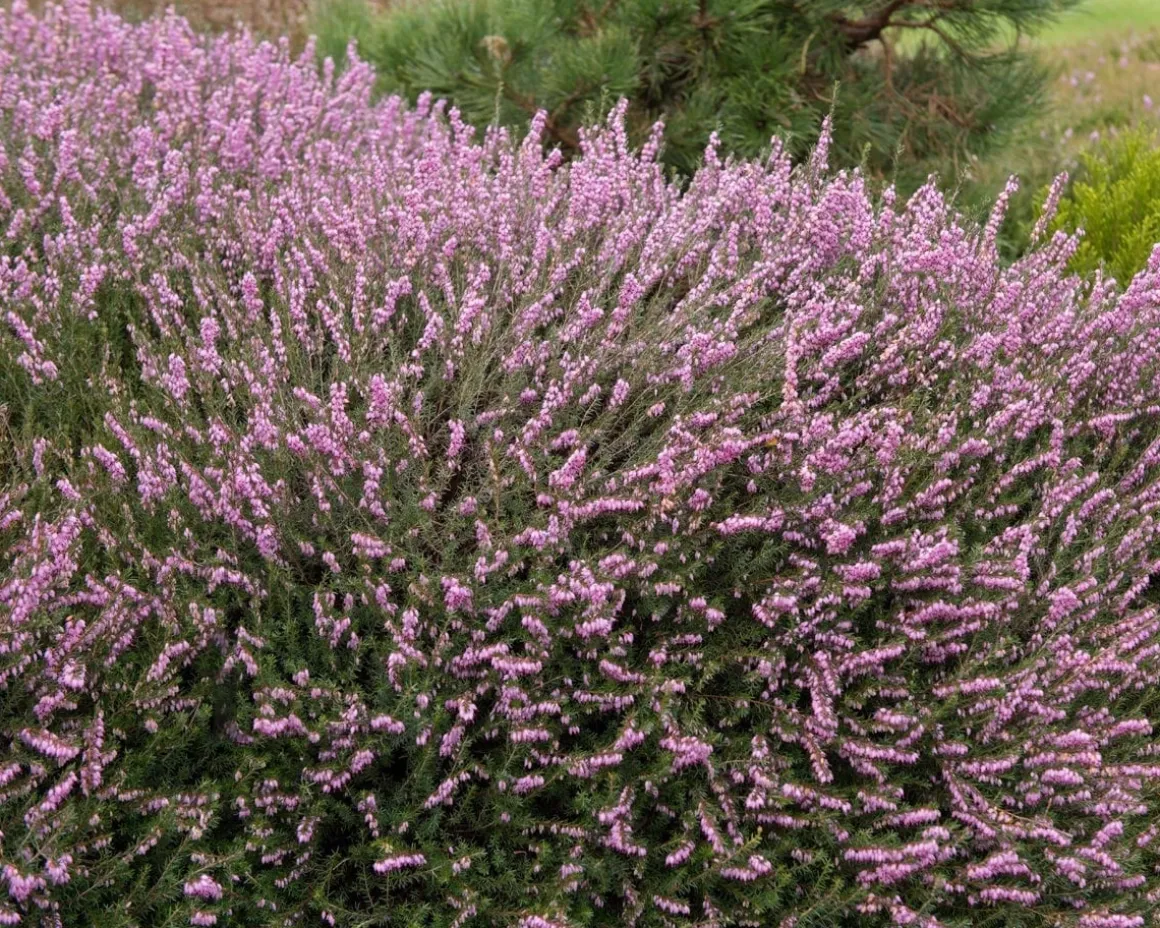 Erica darleyensis 'Ghost Hills'