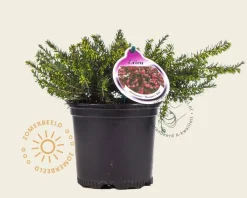 Erica darleyensis 'Kramers Rote'