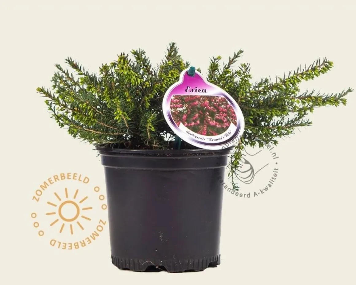 Erica darleyensis 'Kramers Rote'