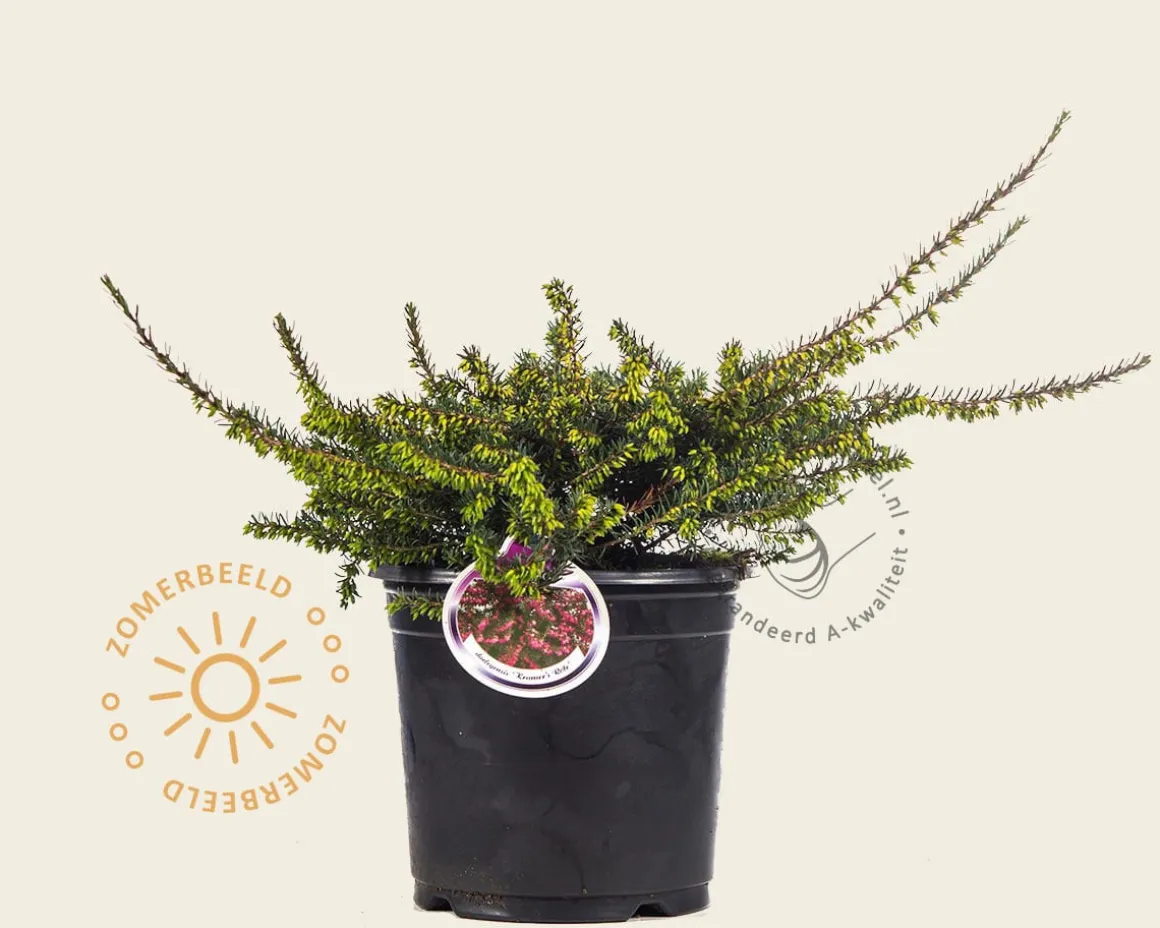 Erica darleyensis 'Kramers Rote'