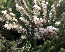 Erica darleyensis 'White Perfection'