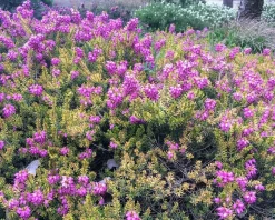 Erica x darleyensis 'Mary Helen'