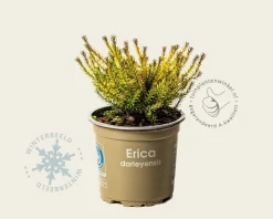 Erica x darleyensis 'Mary Helen'