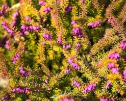 Erica x darleyensis 'Mary Helen'