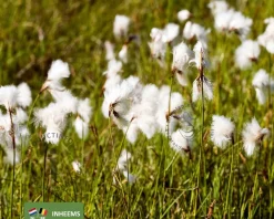 Eriophorum angustifolium