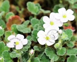 Erodium reichardii 'Album'