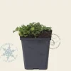 Erodium 'Roseum'