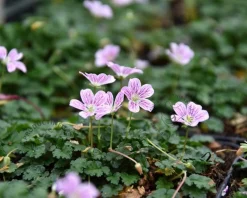 Erodium 'Roseum'