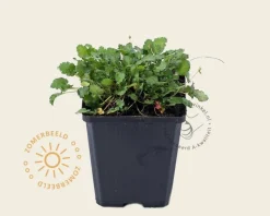 Erodium 'Roseum'