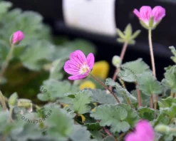 Erodium x variabile 'Bishop's Form'