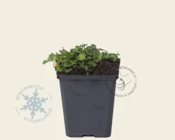 Erodium x variabile 'Bishop's Form'