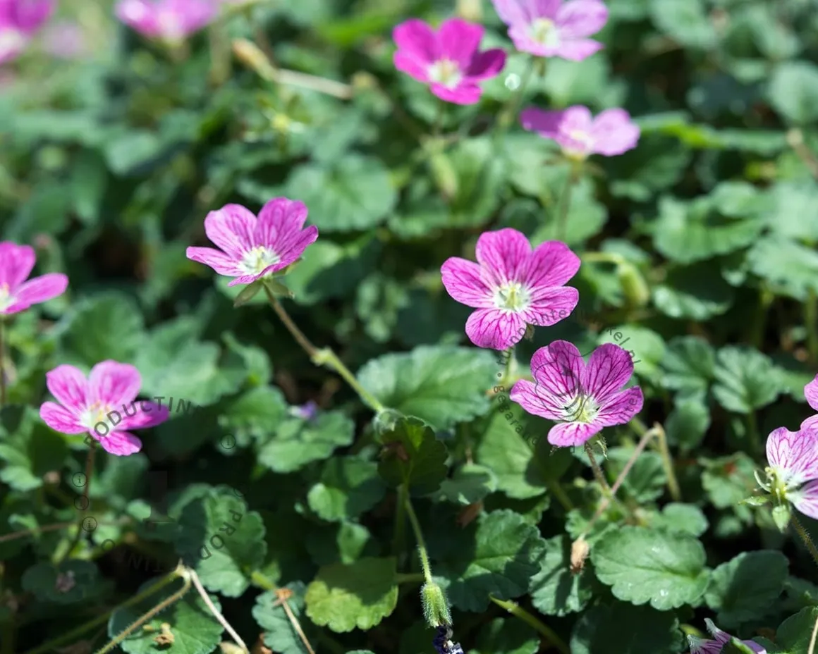 Erodium x variabile 'Bishop's Form'