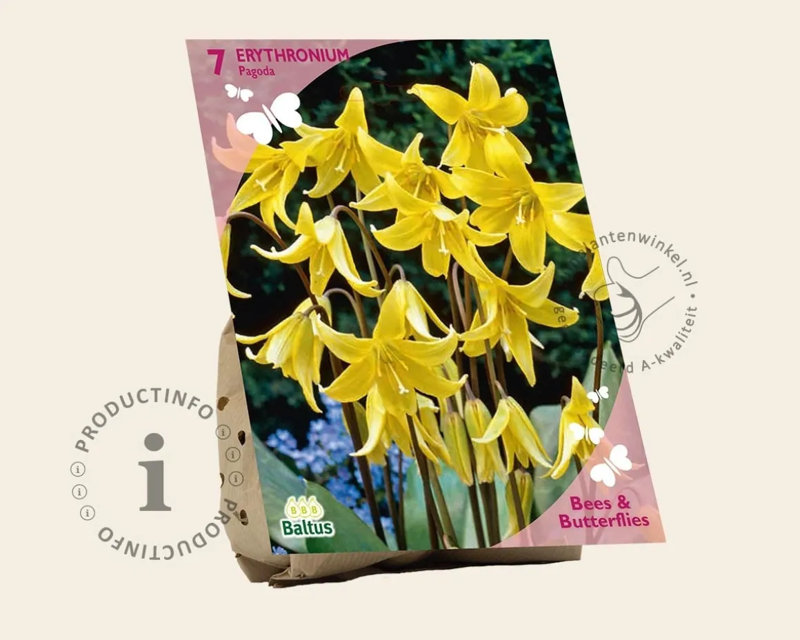 Erythronium 'Pagoda'