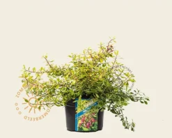 Escallonia 'Golden Carpet'
