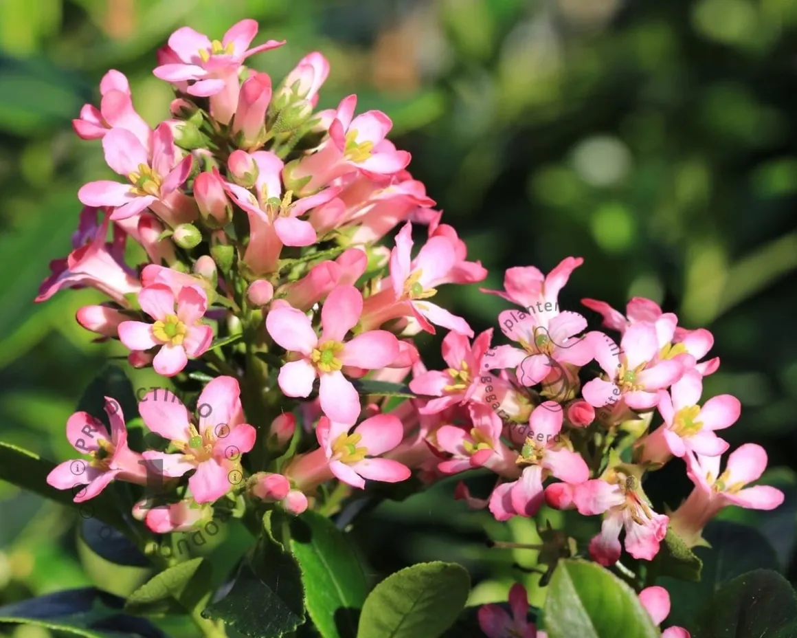 Escallonia 'Pink Elle'