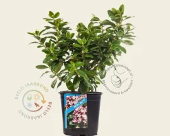 Escallonia 'Pink Elle'