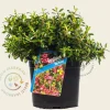 Escallonia 'Red Dream'