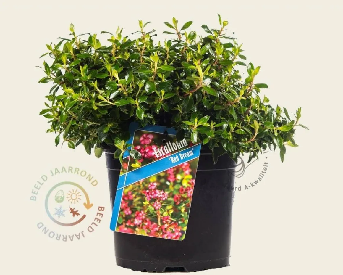 Escallonia 'Red Dream'