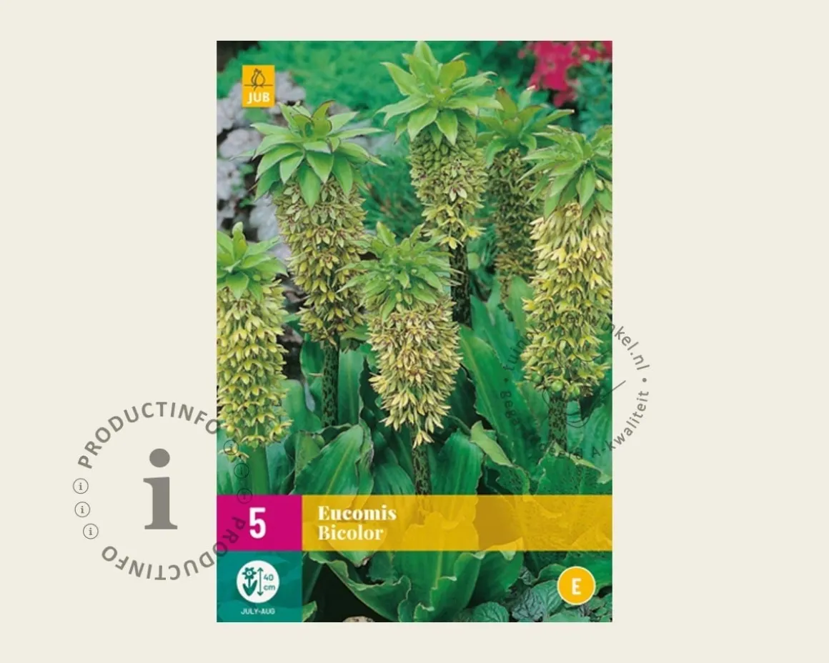 Eucomis bicolor