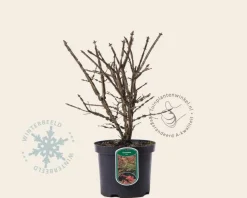Euonymus alatus