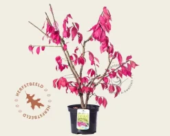 Euonymus alatus