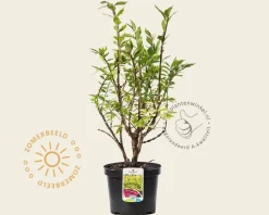 Euonymus alatus
