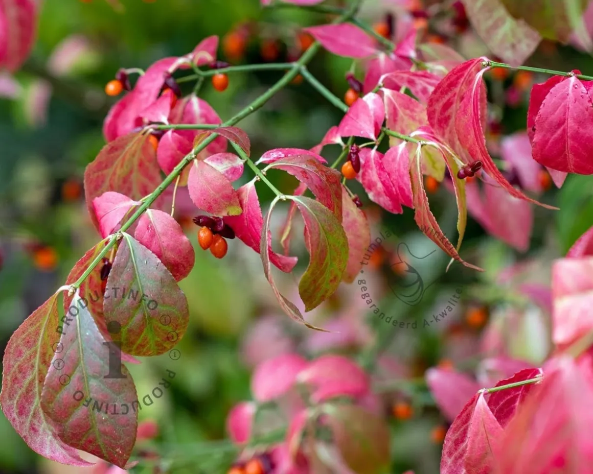 Euonymus alatus