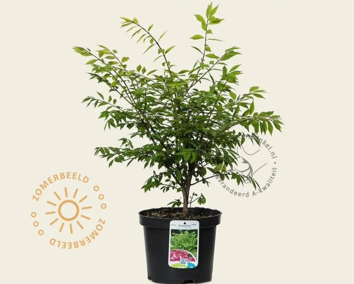 Euonymus alatus 'Compactus'