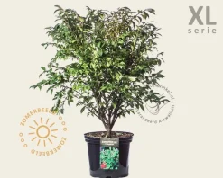 Euonymus alatus 'Compactus' - XL
