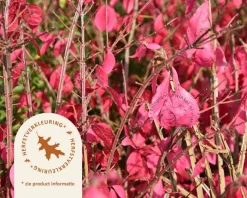 Euonymus alatus 'Compactus' - XL