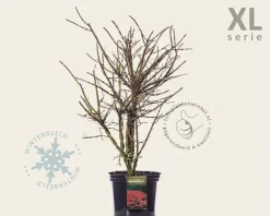 Euonymus alatus - XL