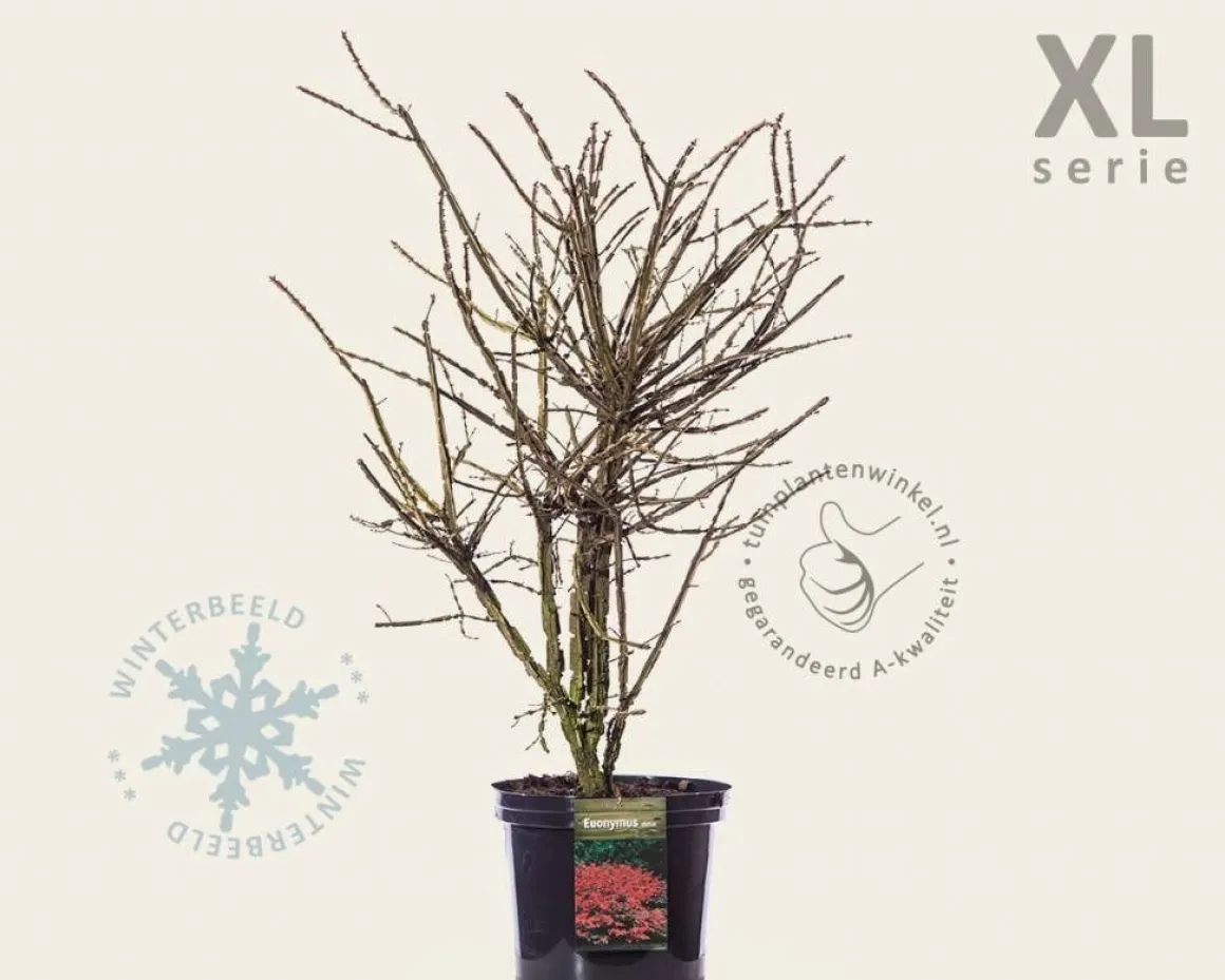 Euonymus alatus - XL