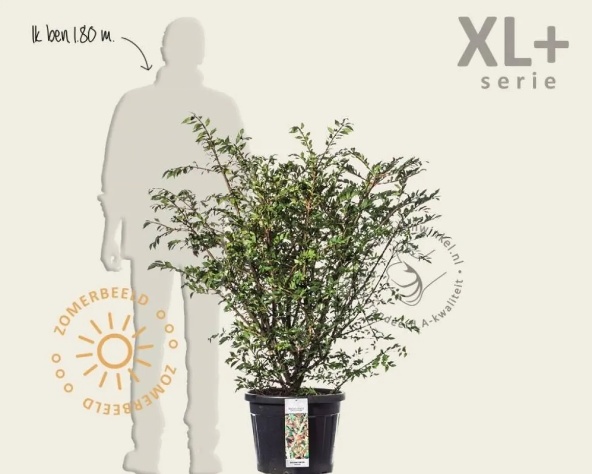 Euonymus alatus - XL+