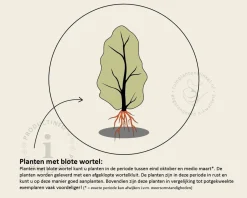 Euonymus europaeus - blote wortel