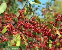 Euonymus europaeus - blote wortel