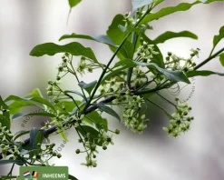 Euonymus europaeus - blote wortel