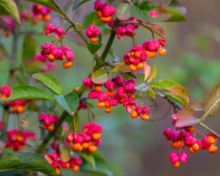Euonymus europaeus 'Red Cascade' - XL