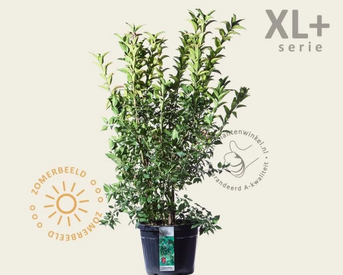 Euonymus europaeus 'Red Cascade' - XL+