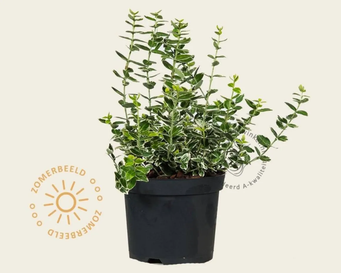 Euonymus fortunei 'Emerald Gaiety'