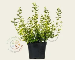 Euonymus fortunei 'Emerald 'n Gold'