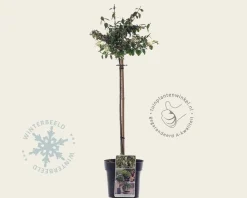 Euonymus fortunei 'Harlequin' - 50 cm stam