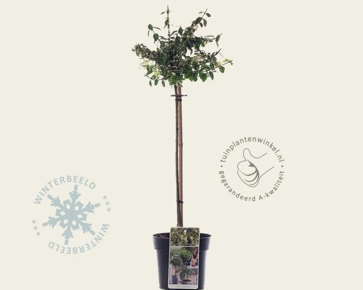 Euonymus fortunei 'Harlequin' - 50 cm stam