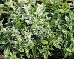 Euonymus fortunei 'Harlequin' - 50 cm stam