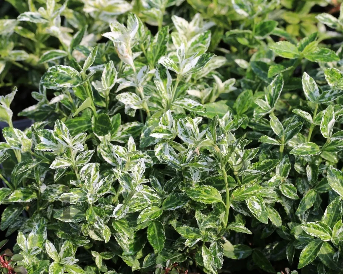 Euonymus fortunei 'Harlequin' - 50 cm stam