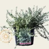 Euonymus fortunei 'Silver Carpet'